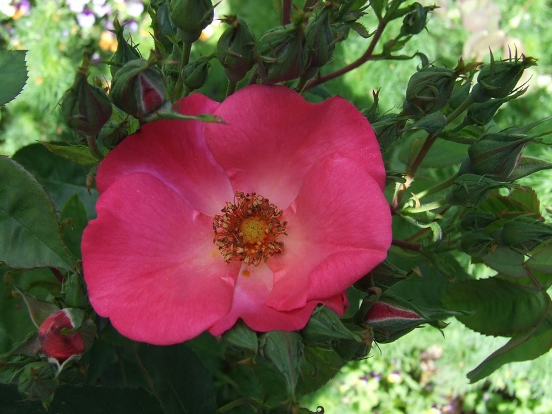 'Kwinana' rose photo