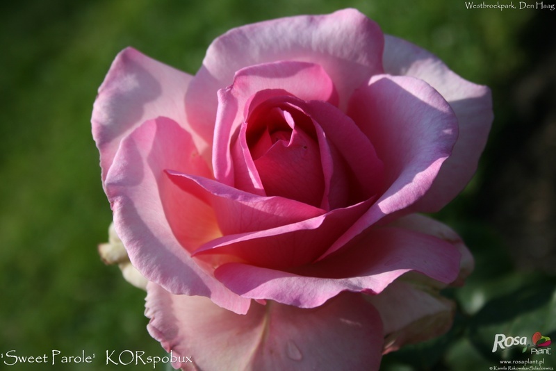 'Sweet Parole ®' rose photo