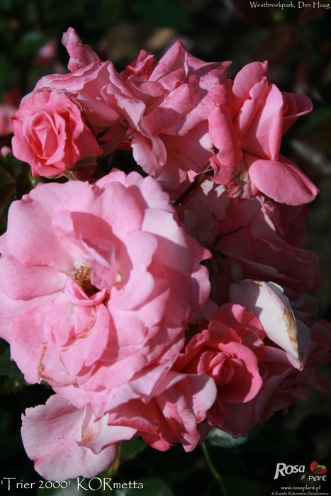 'Trier 2000 ®' rose photo