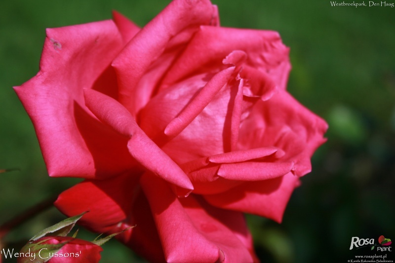 'Wendy Cussons' rose photo