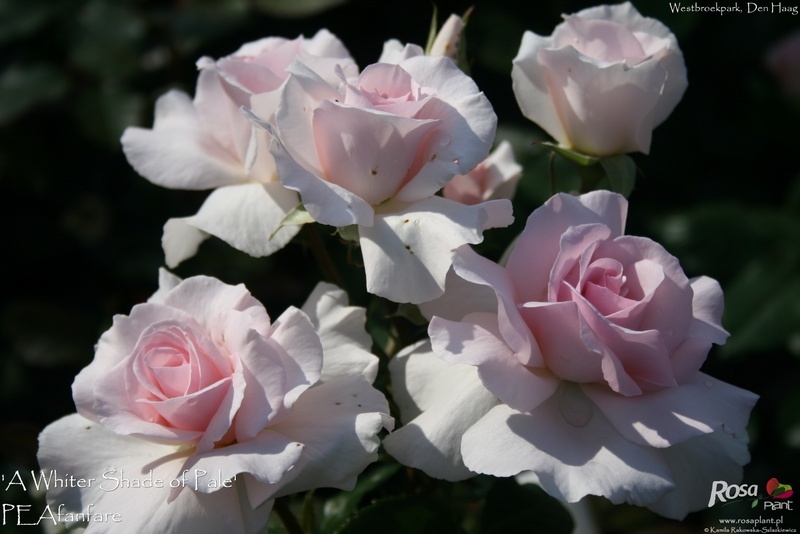 'A Whiter Shade of Pale (hybrid tea, Pearce 2006)' rose photo