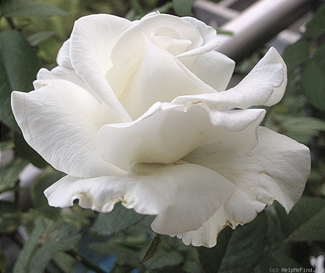 'Crystalline ™ (hybrid tea, Carruth 1987)' rose photo