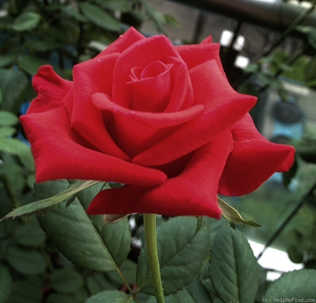 'Kardinal 85 ™ (hybrid tea, Kordes 1985)' rose photo