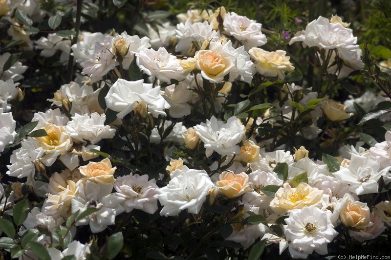 'Softee (miniature, Moore 1983)' rose photo