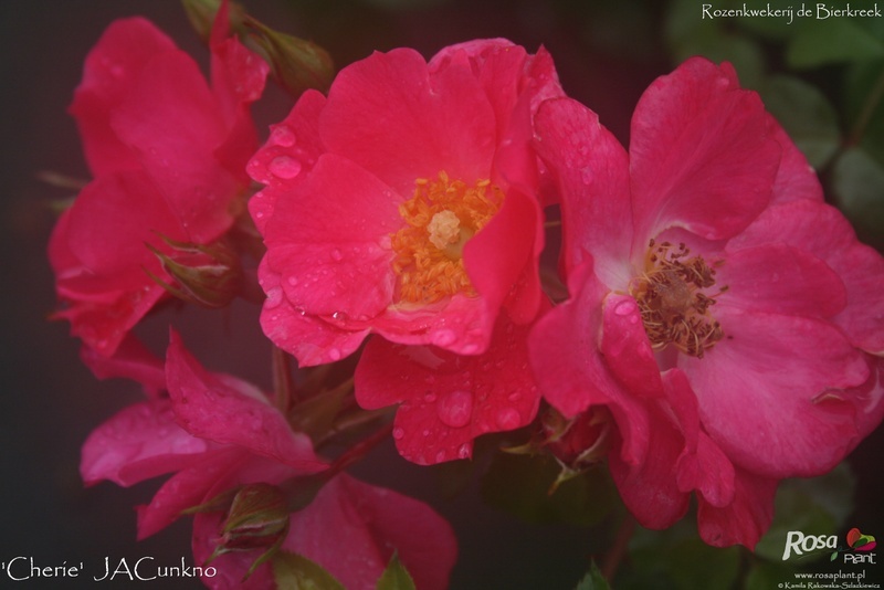 'Cherie (floribunda, Jackson & Perkins, 2009)' rose photo
