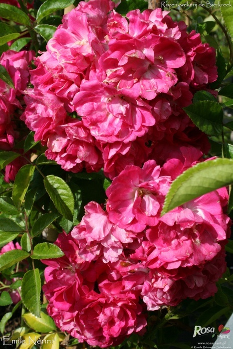 'Emile Nérini' rose photo