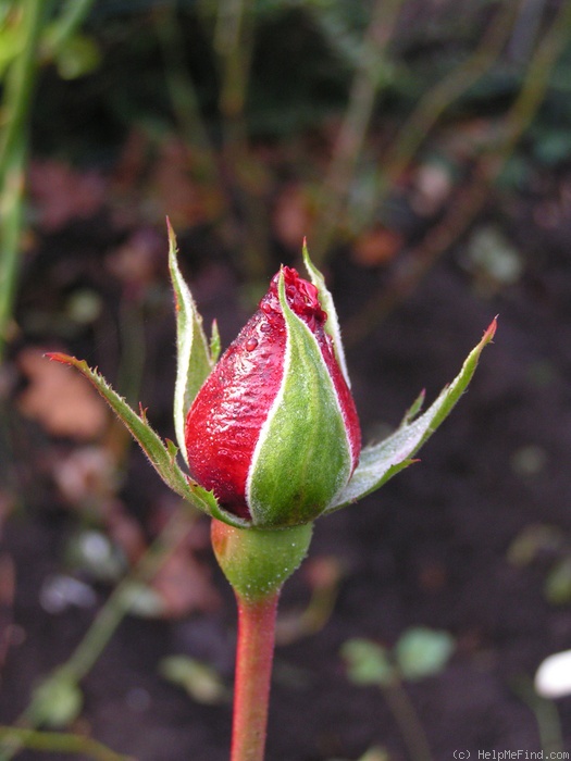 'Ingrid Bergman ®' rose photo