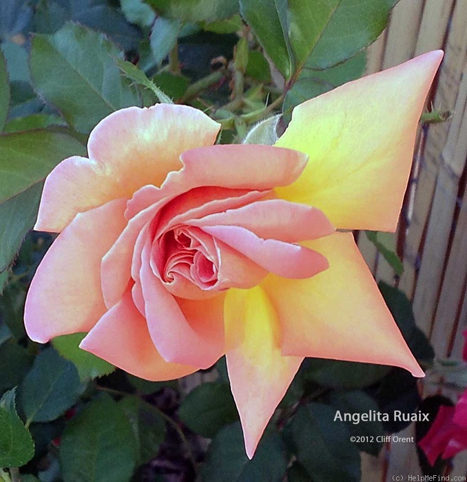 'Angelita Ruaix' rose photo