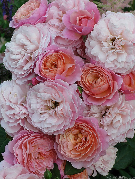 'Prix P. J. Redouté ®' rose, click to enlarge 'Prix P. J. Redouté ®' rose photo