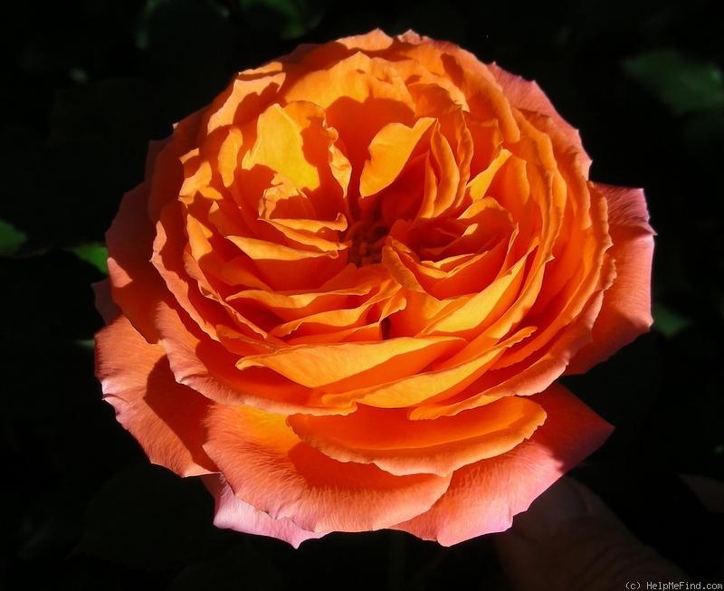 'Adobe Sunrise™' rose photo