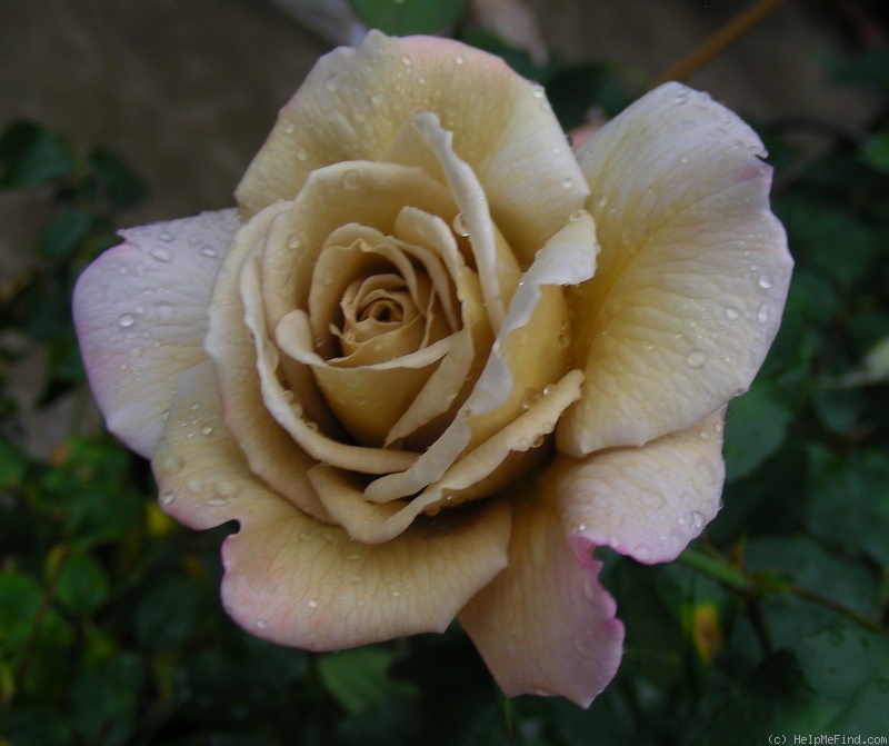 'Grey Dawn' rose photo