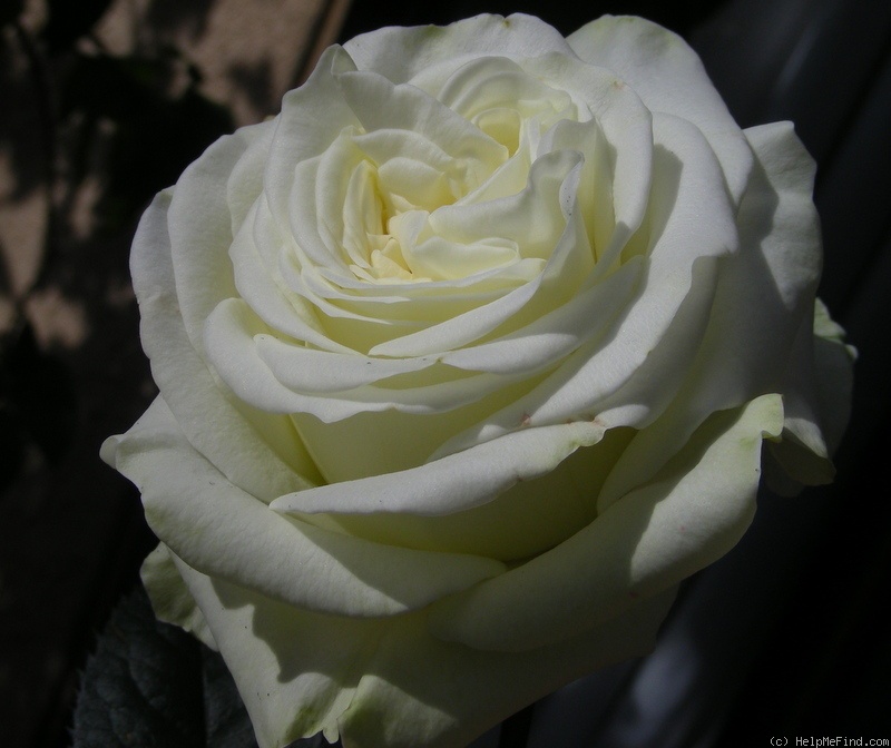 'Irma Jean' rose photo