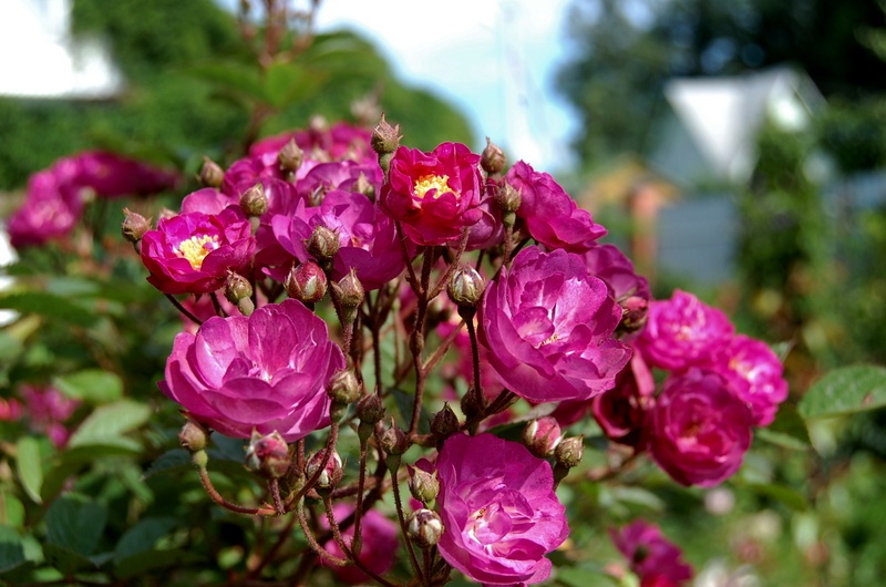 'Sibelius ® (hybrid musk, Lens, 1981)' rose photo