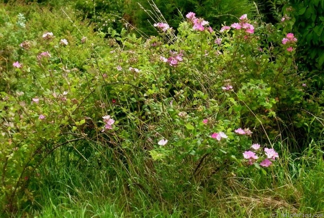 'R. setigera' rose photo