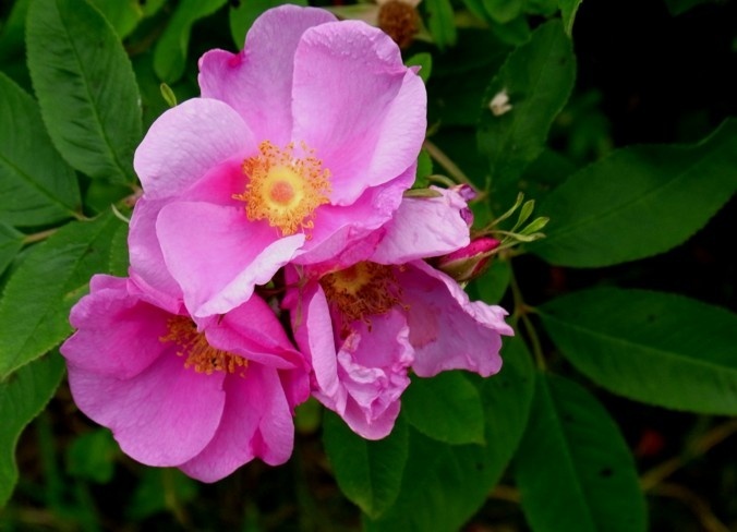 'Carolina (Species)' rose photo