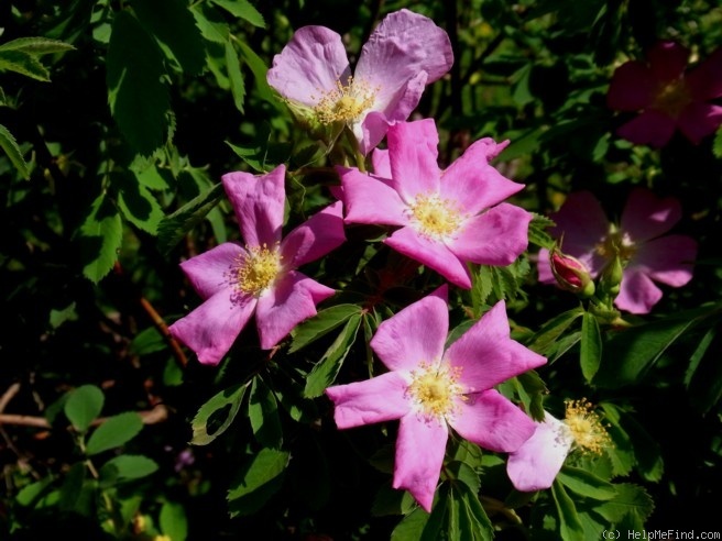 'R. woodsii' rose photo