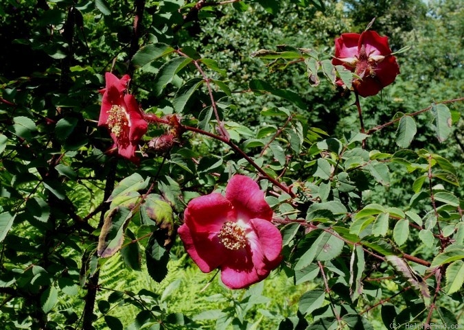 'R. sweginzowii' rose photo