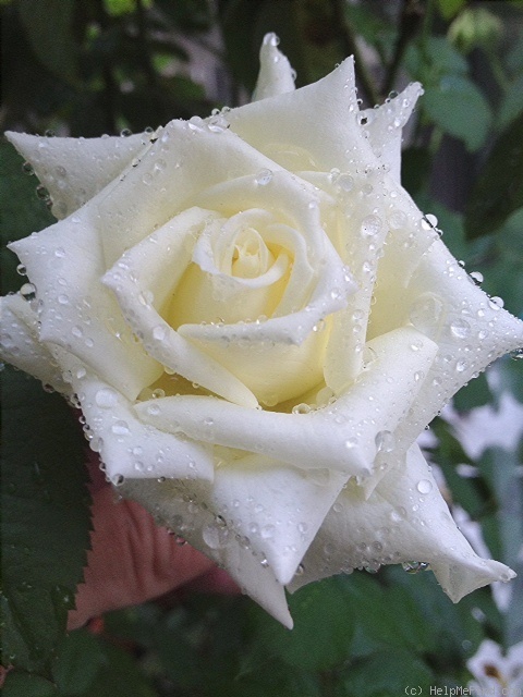 'Pope John Paul II ™ (Hybrid Tea, Zary, 2006)' rose photo