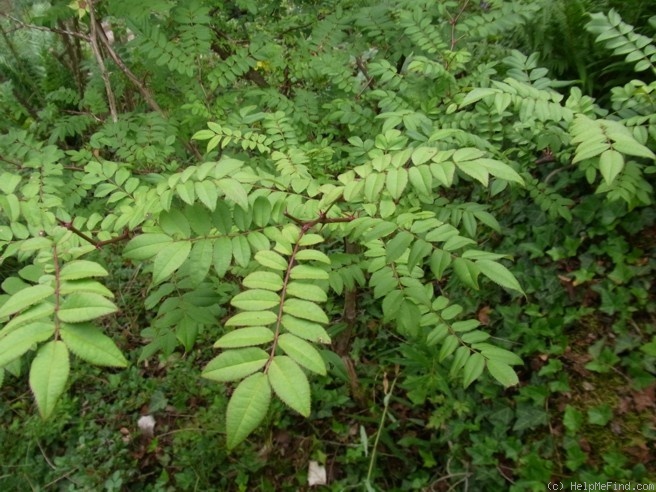 '<i>Rosa roxburghii</i> var. <i>hirtula</i> Rehder & E.H.Wilson synonym' rose photo