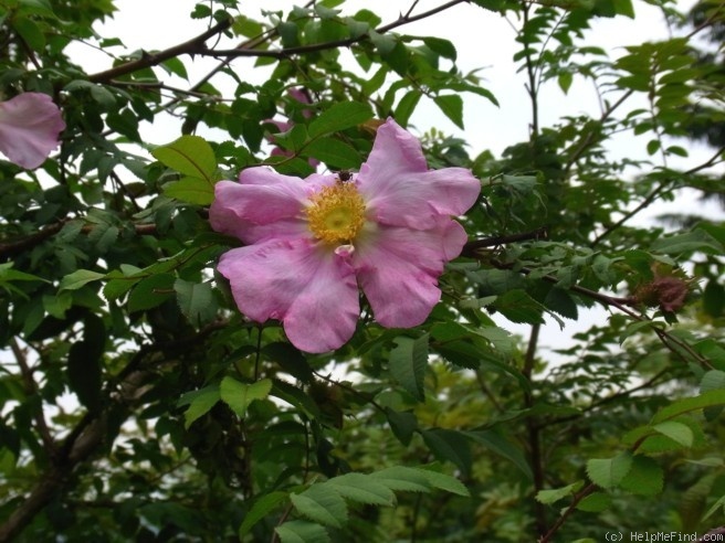 '<i>Rosa roxburghii</i> var. <i>hirtula</i> Rehder & E.H.Wilson synonym' rose photo