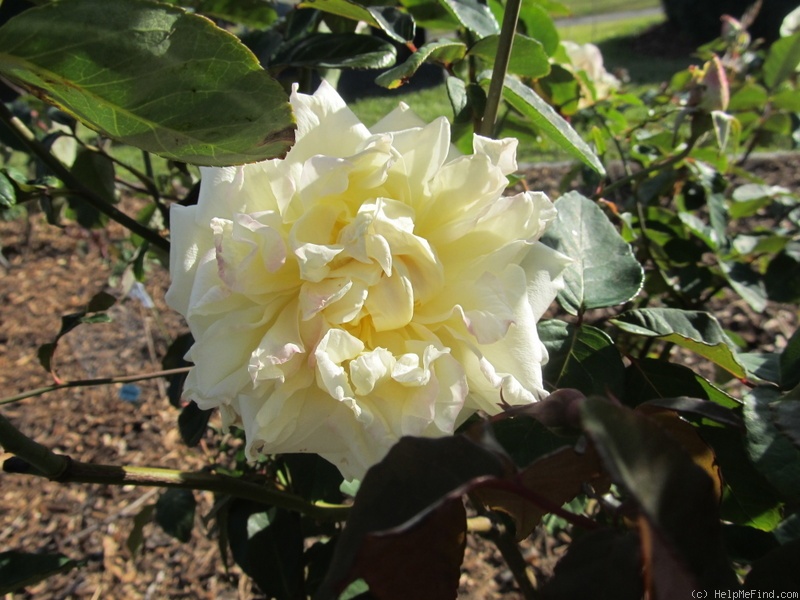 'Mrs. Dudley Cross (Tea, Paul, 1907)' rose photo