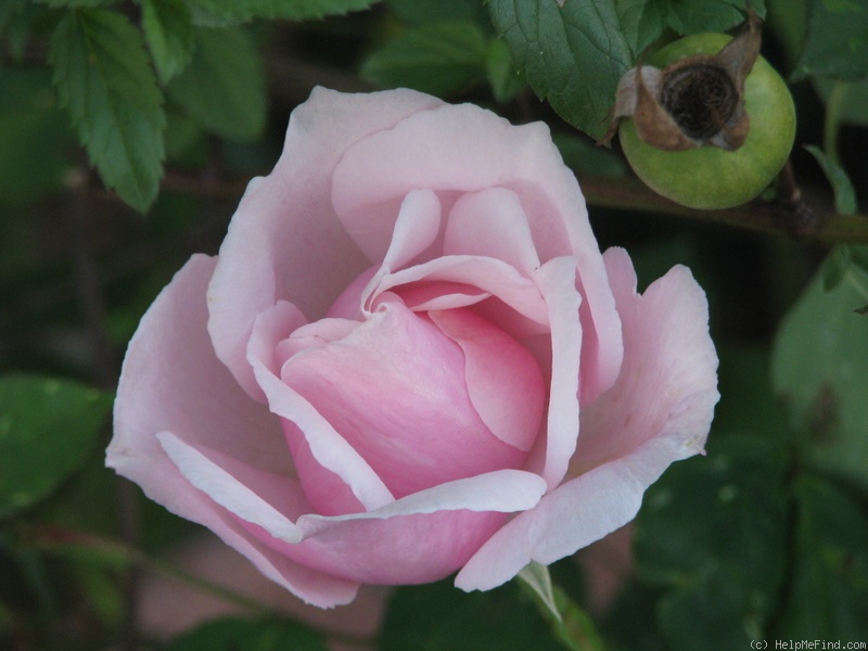 'Verschuren' rose photo