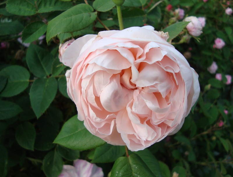 'St. Cecilia ® (Shrub, Austin, 1987)' rose photo