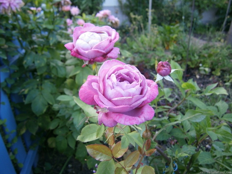 'Blue River ® (hybrid tea, Kordes, 1984)' rose photo