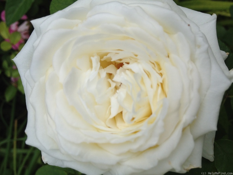 'Caroline Victoria (Hybrid Tea, Harkness, 2006)' rose photo