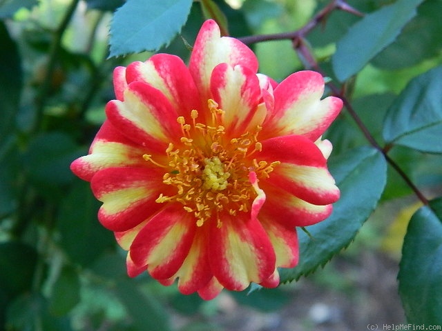 'Art Nouveau (floribunda, James 2009)' rose, click to enlarge 'Art Nouveau (floribunda, James 2009)' rose photo