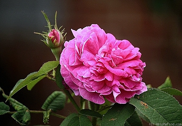 'Indigo (portland, Laffay, pre 1845)' rose photo