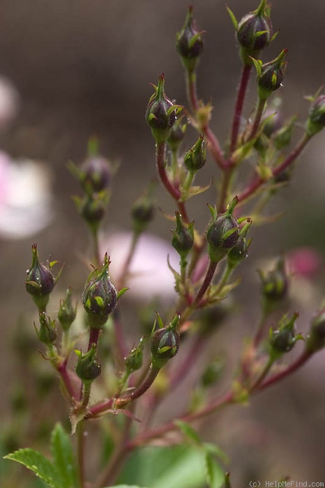 'SV-2011-TBxUKN-A' rose photo