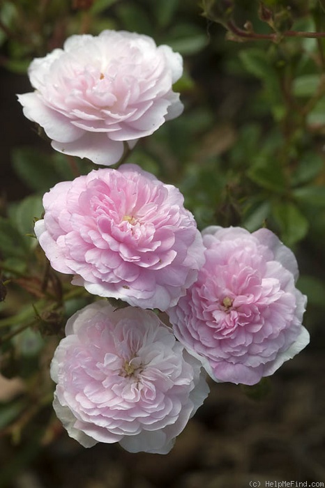 'SV-2011-TBxUKN-A' rose photo