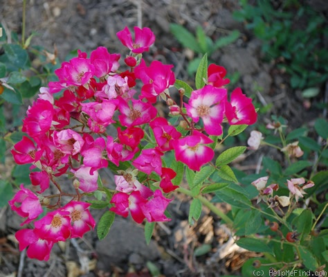 'Britannia (polyantha, Burbage, 1929)' rose photo