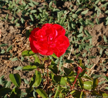 'Baby Blaze (floribunda, Kordes, 1954)' rose photo