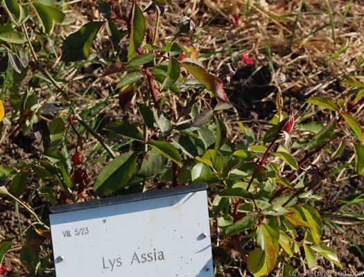 'Lys Assia' rose photo