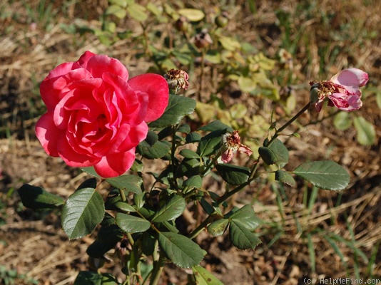 'Norida' rose photo