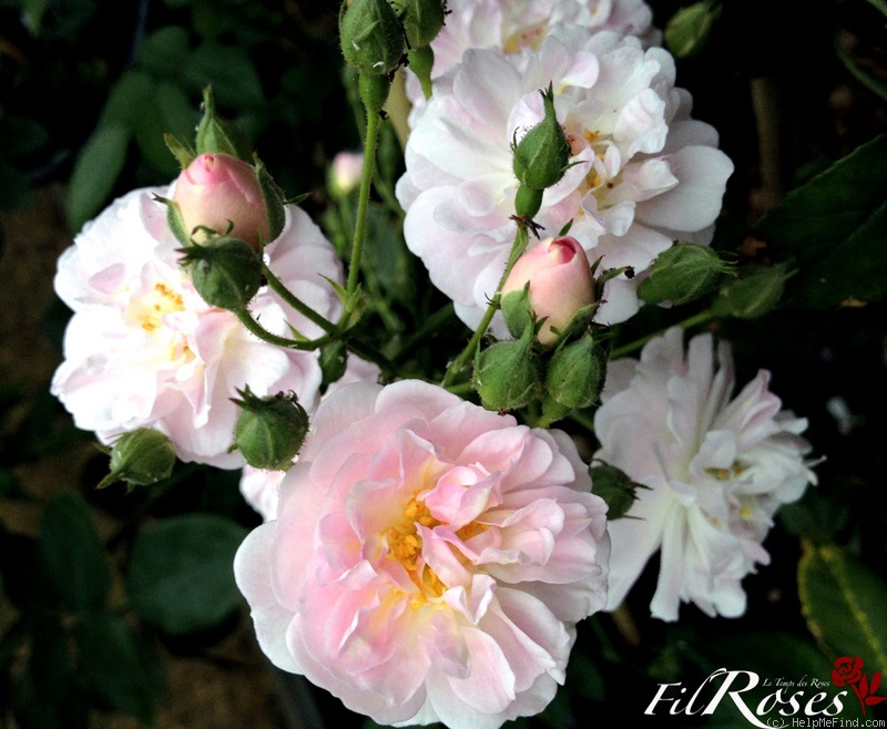 'Brise Parfum ®' rose photo