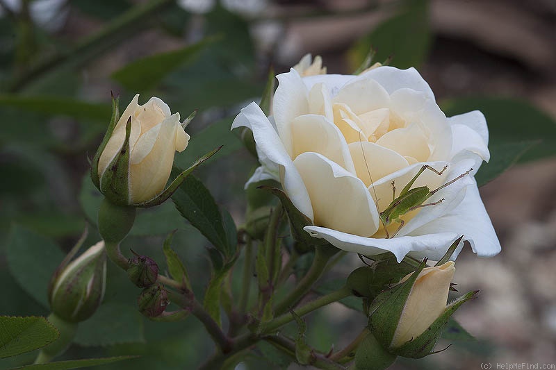 'Softee (miniature, Moore 1983)' rose, click to enlarge 'Softee (miniature, Moore 1983)' rose photo