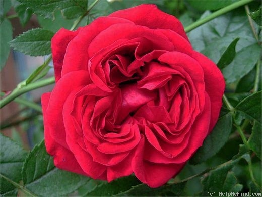 'Bad Neuenahr' rose photo