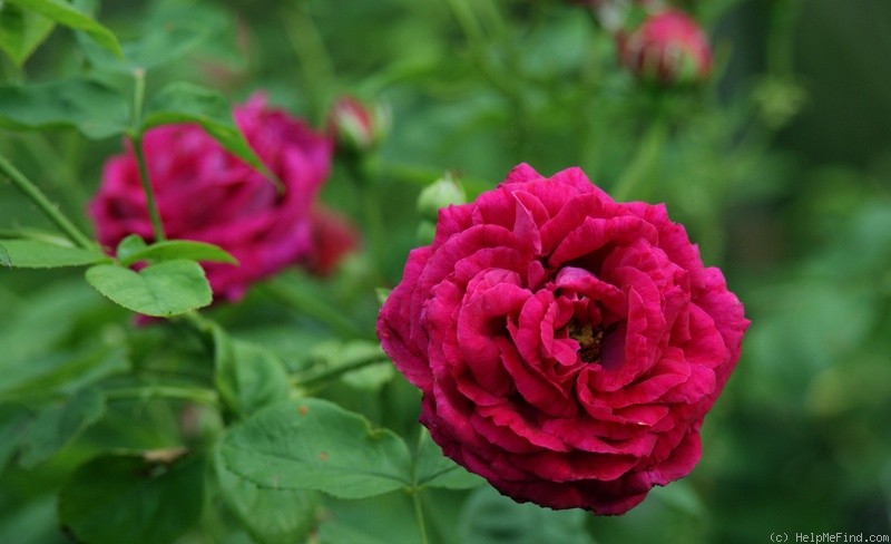 'Lucy Thomas' rose photo