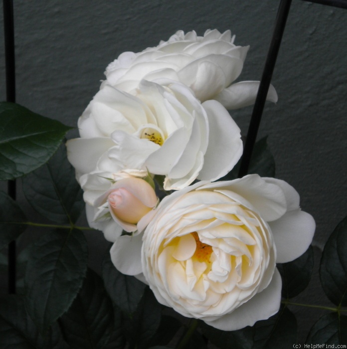 'Uetersener Klosterrose ®' rose photo