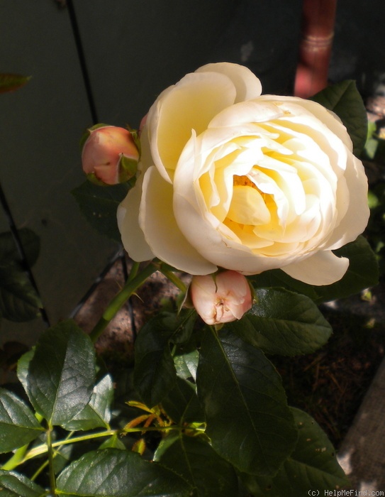 'Uetersener Klosterrose ®' rose photo