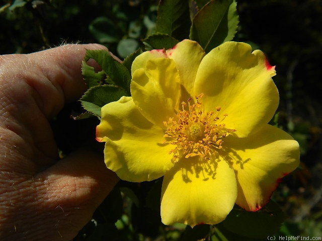 'Sunburn' rose photo