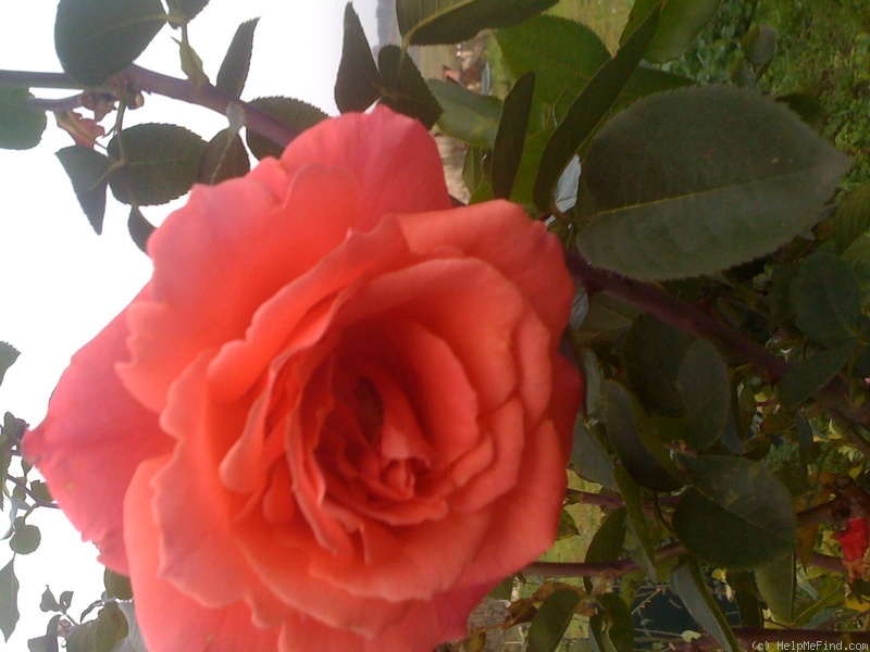 'Maria Carta' rose photo