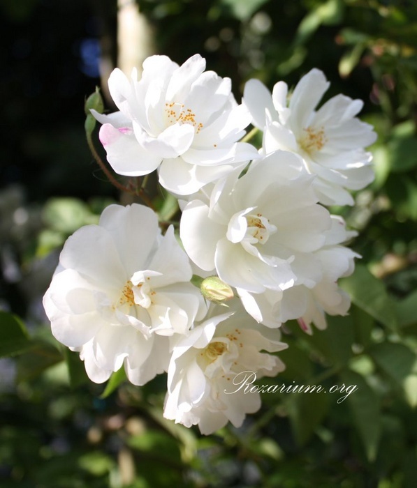'Rozarium'  photo