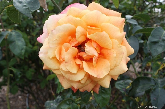 'Tapestry (hybrid tea, Fisher 1958)' rose photo