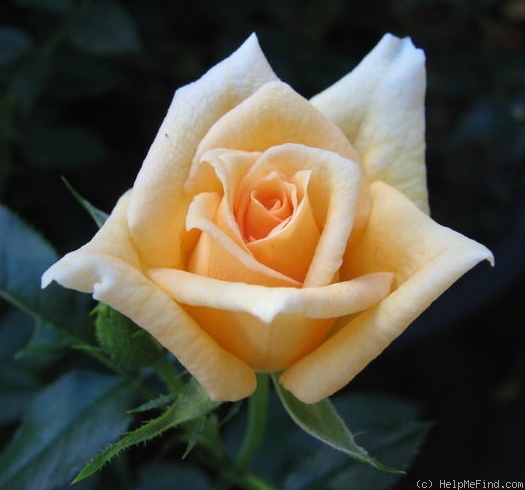 'Mitchie's Gold' rose photo
