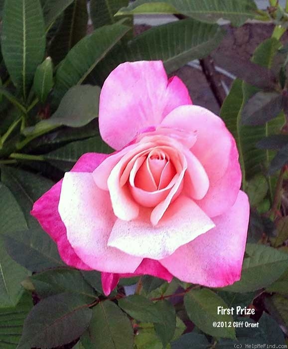 'First Prize' rose photo