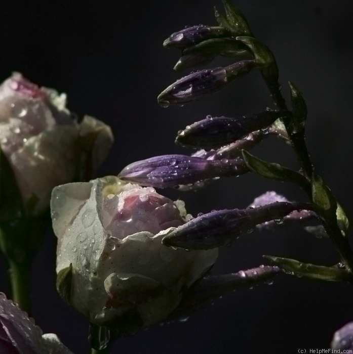 'Vesalius' rose photo